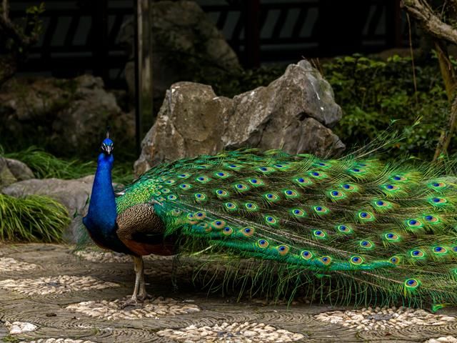 Peacocks in Buddhism and Eastern Traditions